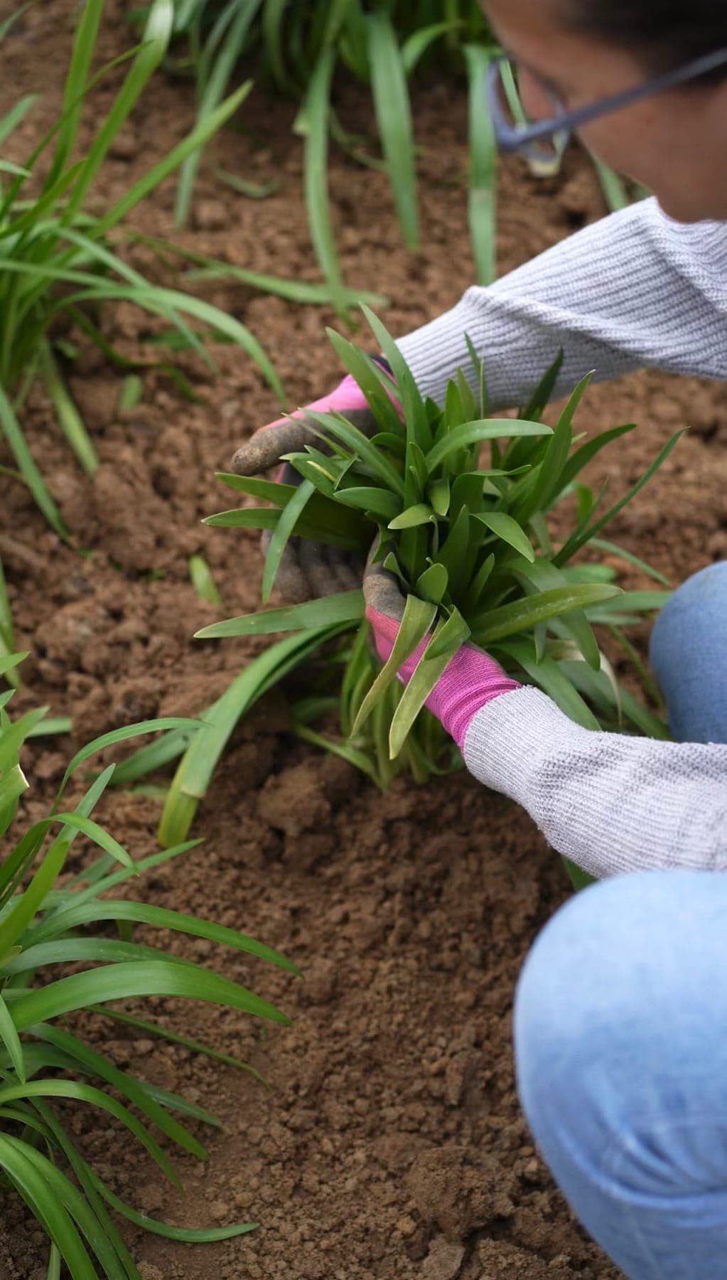 Plantare manuală, fir cu fir, în pământul proaspăt săpat